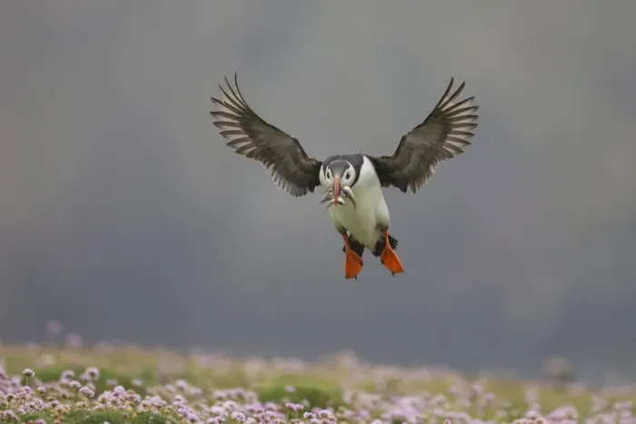 Framed Print : Atlantic puffin (Fratercula arctica) landing with sand eels in beak, Fair Isle, Shetland