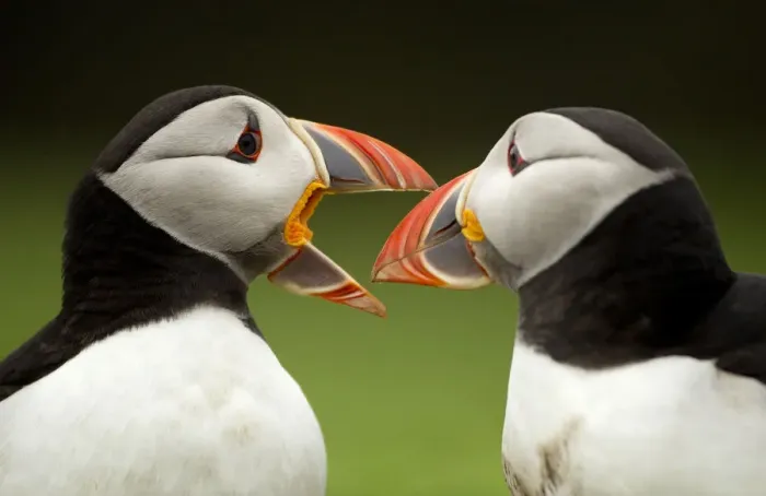 Framed Print : Atlantic Puffin (Fratercula arctica) pair bill rubbing part of courtship ritual, Skomer Island Framed Print : Atlantic Puffin (Fratercula arctica) pair bill rubbing part of courtship ritual, Skomer Island