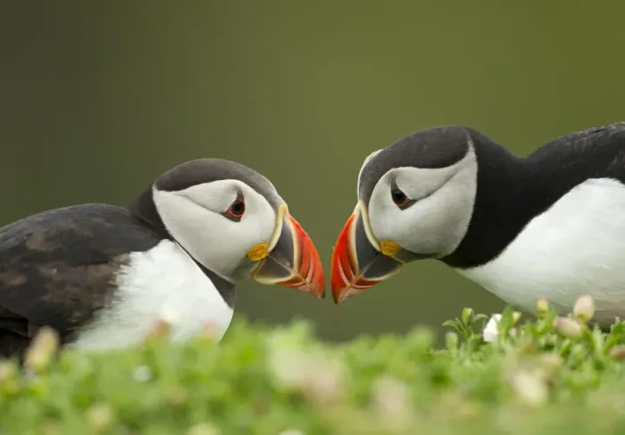 Framed Print : Atlantic Puffin (Fratercula arctica) pair bill rubbing part of ritual courtship, Skomer Island Framed Print : Atlantic Puffin (Fratercula arctica) pair bill rubbing part of ritual courtship, Skomer Island