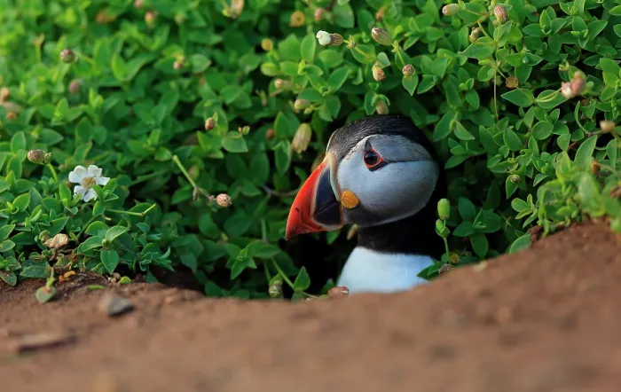 Framed Print : Atlantic puffin (Fratercula arctica) peering out from burrow, Skomer, Wales, UK. June Framed Print : Atlantic puffin (Fratercula arctica) peering out from burrow, Skomer, Wales, UK. June