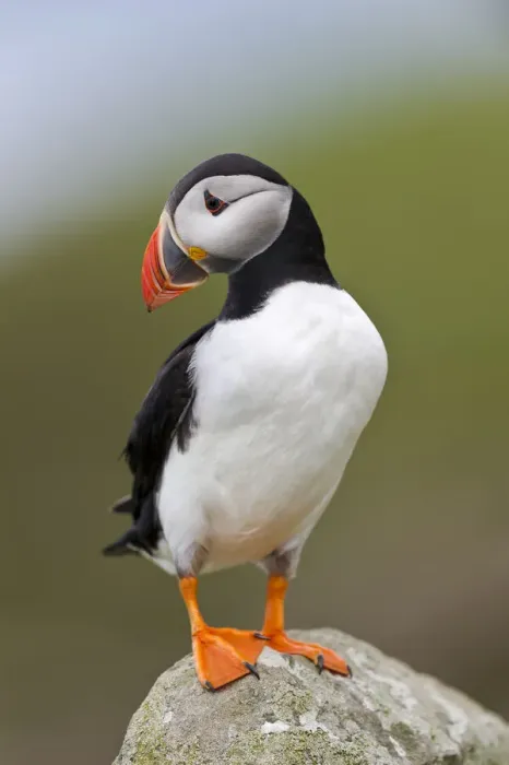 Framed Print : Atlantic puffin (Fratercula arctica) perched on rock, Isle of Lunga, Treshnish Isles, Isle of Mull, Scotland, UK, June Framed Print : Atlantic puffin (Fratercula arctica) perched on rock, Isle of Lunga, Treshnish Isles, Isle of Mull, Scotland, UK, June