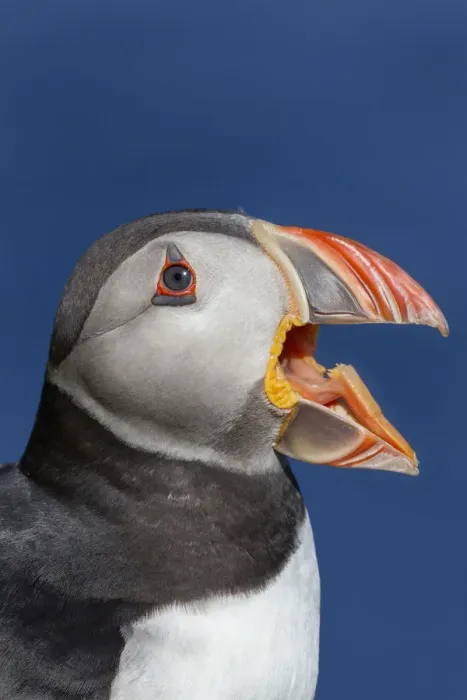 Framed Print : Atlantic puffin (Fratercula arctica) portrait with beak open / calling. Shetland Islands Framed Print : Atlantic puffin (Fratercula arctica) portrait with beak open / calling. Shetland Islands