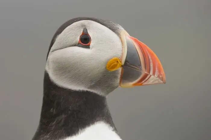 Framed Print : Atlantic puffin (Fratercula arctica) portrait of head, Fair Isle, Shetland, Scotland Framed Print : Atlantic puffin (Fratercula arctica) portrait of head, Fair Isle, Shetland, Scotland