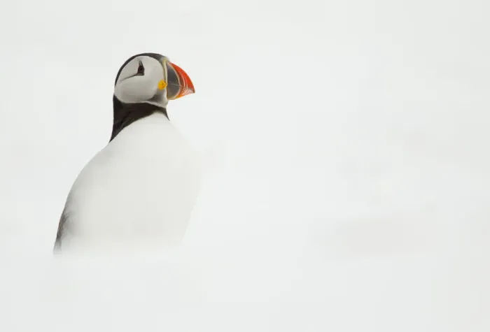 Framed Print : Atlantic Puffin (Fratercula arctica) resting on a snow bank, Hornoya, Varanger, Norway Framed Print : Atlantic Puffin (Fratercula arctica) resting on a snow bank, Hornoya, Varanger, Norway