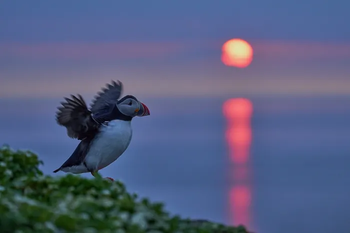 Framed Print : Atlantic puffin (Fratercula arctica) standing on cliff top stretching wings at sunrise, Grimsey Island, Iceland. June Framed Print : Atlantic puffin (Fratercula arctica) standing on cliff top stretching wings at sunrise, Grimsey Island, Iceland. June