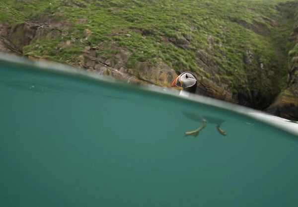 Atlantic Puffin (Fratercula arctica) swimming, split level view, Skomer Island, Wales