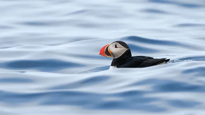 Framed Print : Atlantic puffin (Fratercula arctica) swimming on the ocean surface, Svalbard, Norway, June Framed Print : Atlantic puffin (Fratercula arctica) swimming on the ocean surface, Svalbard, Norway, June