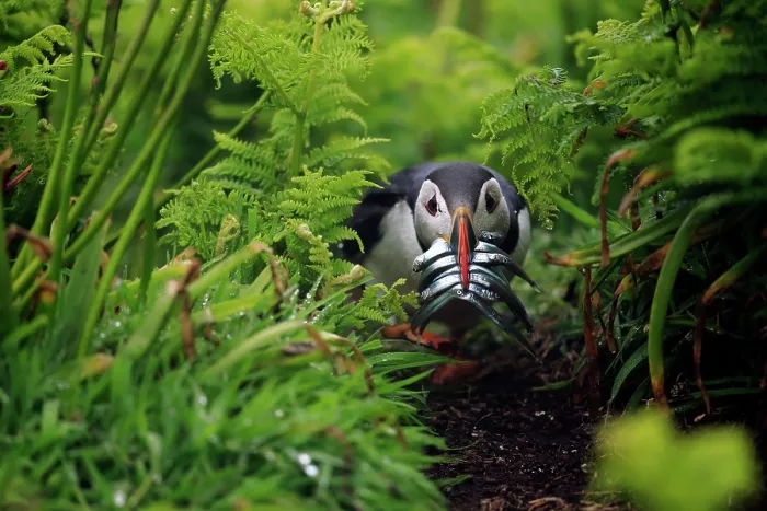 Framed Print : Atlantic puffin (Fratercula arctica) walking through bracken towards its burrow with beak full of fish, Skomer Island, Pembrokeshire, Wales, UK. May Framed Print : Atlantic puffin (Fratercula arctica) walking through bracken towards its burrow with beak full of fish, Skomer Island, Pembrokeshire, Wales, UK. May