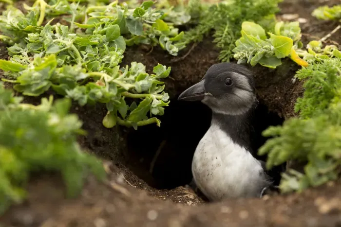 Framed Print : Atlantic Puffin (Fratercula arctica) young chick coming out of its burrow, Sule Skerry Framed Print : Atlantic Puffin (Fratercula arctica) young chick coming out of its burrow, Sule Skerry