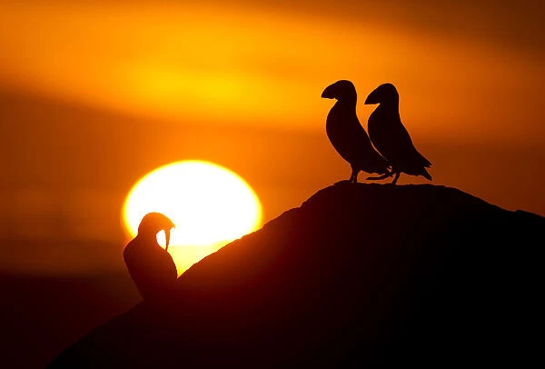 Atlantic Puffins (Fratercula arctica) resting on a cliff top in the sunset, Sule Skerry