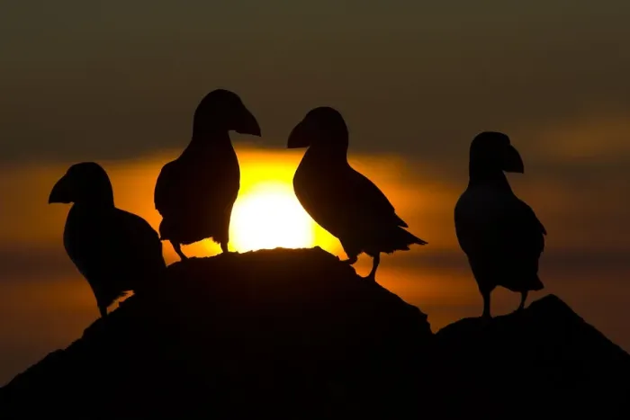 Framed Print : Atlantic puffins (Fratercula arctica) at dusk, Fair Isle, Shetland, July Framed Print : Atlantic puffins (Fratercula arctica) at dusk, Fair Isle, Shetland, July
