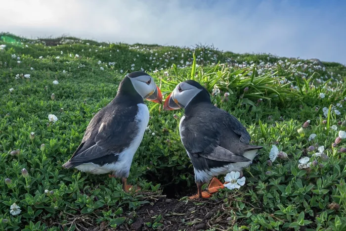 Framed Print : Atlantic puffins (Fratercula arctica) pair, courtship behaviour outside nest burrow, The Wick, Skomer Island, Pembrokeshire, Wales, UK. April Framed Print : Atlantic puffins (Fratercula arctica) pair, courtship behaviour outside nest burrow, The Wick, Skomer Island, Pembrokeshire, Wales, UK. April