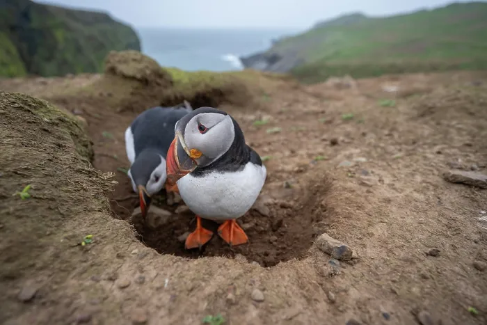 Framed Print : Atlantic puffins (Fratercula arctica) pair at entrance to nest burrow, Skomer Island, Pembrokeshire, Wales, UK. April Framed Print : Atlantic puffins (Fratercula arctica) pair at entrance to nest burrow, Skomer Island, Pembrokeshire, Wales, UK. April