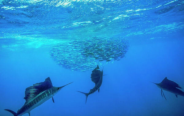 Three Atlantic sailfish (Istiophorus albicans) hunting cooperatively to force a school of Spanish sardine (Sardinella aurita) into a tight baitball and trapping them at the surface, Isla Mujeres, Mexico, Gulf of Mexico