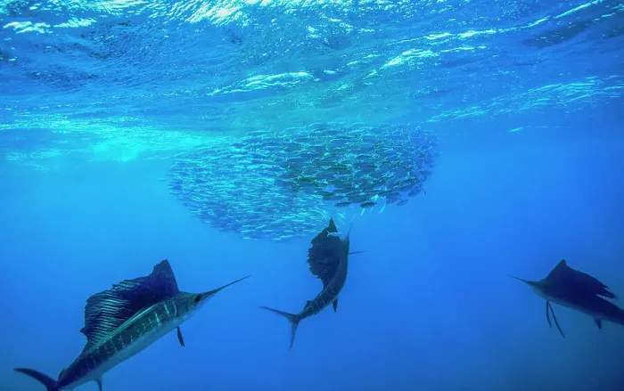 Framed Print : Three Atlantic sailfish (Istiophorus albicans) hunting cooperatively to force a school of Spanish sardine (Sardinella aurita) into a tight baitball and trapping them at the surface, Isla Mujeres, Mexico, Gulf of Mexico Framed Print : Three Atlantic sailfish (Istiophorus albicans) hunting cooperatively to force a school of Spanish sardine (Sardinella aurita) into a tight baitball and trapping them at the surface, Isla Mujeres, Mexico, Gulf of Mexico