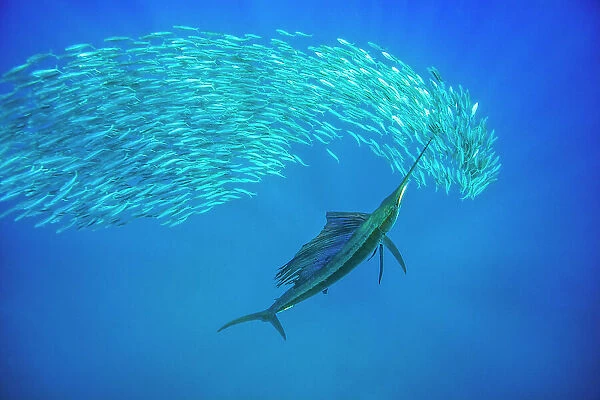 Atlantic sailfish (Istiophorus albicans) attacking Spanish sardines (Sardinella aurita) swinging its long bill rapidly from side to side, in an attempt to stun one or more of the smaller fish, Isla Mujeres, Mexico, Gulf of Mexico