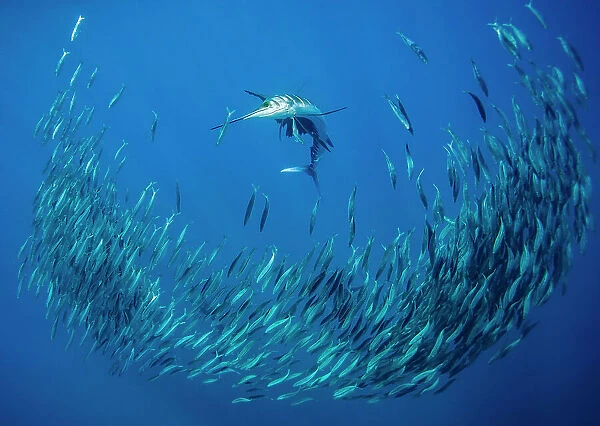 Atlantic sailfish (Istiophorus albicans) attacking a school of Spanish Ssrdines (Sardinella aurita), Isla Mujeres, Mexico, Gulf of Mexico
