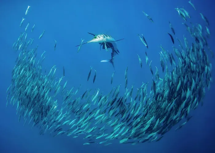 Framed Print : Atlantic sailfish (Istiophorus albicans) attacking a school of Spanish Ssrdines (Sardinella aurita), Isla Mujeres, Mexico, Gulf of Mexico Framed Print : Atlantic sailfish (Istiophorus albicans) attacking a school of Spanish Ssrdines (Sardinella aurita), Isla Mujeres, Mexico, Gulf of Mexico