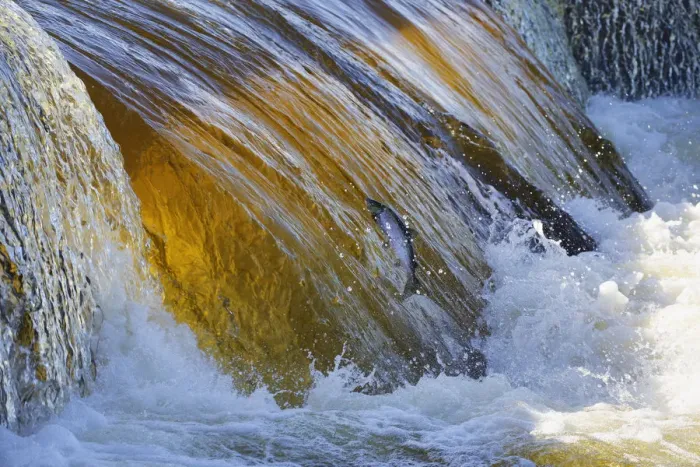 Framed Print : Atlantic salmon (Salmo salar) jumping up waterfall during spawning migration upstream