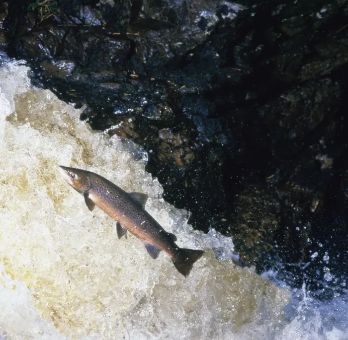 Framed Print : Atlantic salmon (Salmo salar) leaping upstream in river, Scotland, UK Framed Print : Atlantic salmon (Salmo salar) leaping upstream in river, Scotland, UK