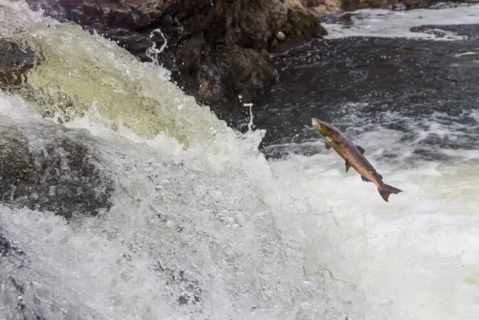 Framed Print : Atlantic salmon (Salmo salar) leaping up waterfall, Cairngorms National Park, Scotland, UK. October Framed Print : Atlantic salmon (Salmo salar) leaping up waterfall, Cairngorms National Park, Scotland, UK. October