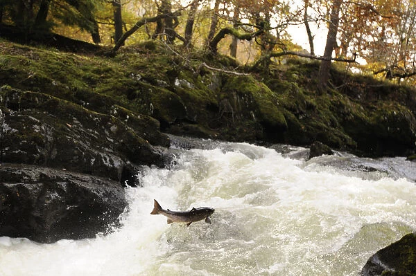 Atlantic salmon (Salmo salar) moving upriver to spawn. Lligwy River nr Betws y Coed