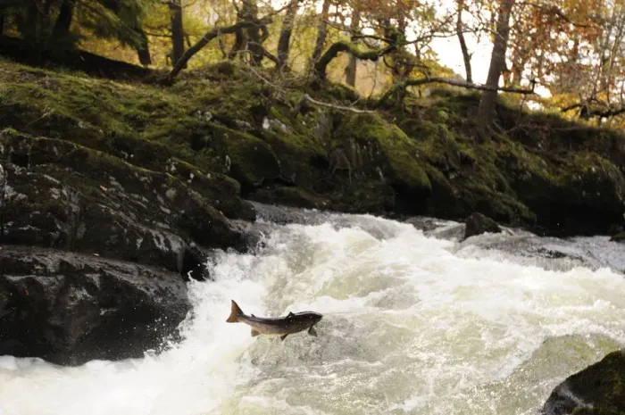 Framed Print : Atlantic salmon (Salmo salar) moving upriver to spawn. Lligwy River nr Betws y Coed Framed Print : Atlantic salmon (Salmo salar) moving upriver to spawn. Lligwy River nr Betws y Coed