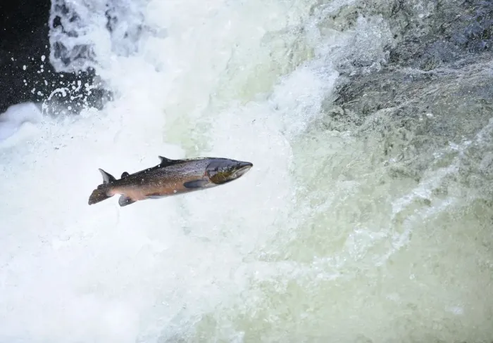 Framed Print : Atlantic salmon (Salmo salar) moving upriver to spawn. Lligwy River nr Betws y Coed Framed Print : Atlantic salmon (Salmo salar) moving upriver to spawn. Lligwy River nr Betws y Coed