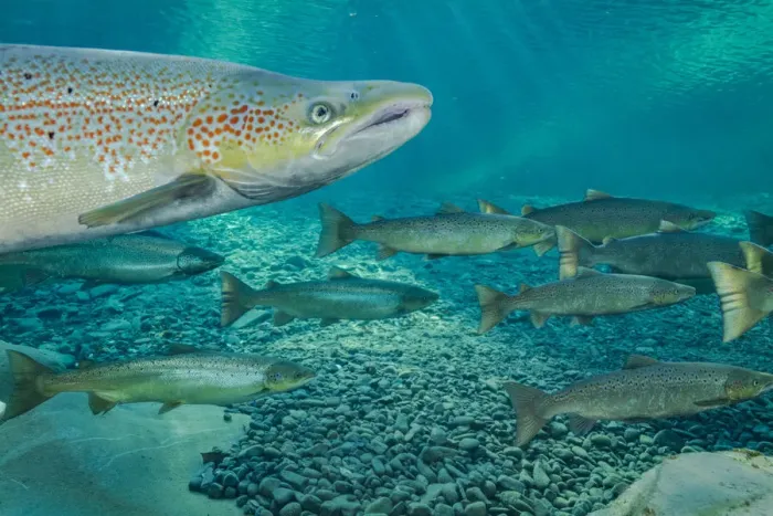 Framed Print : Atlantic salmon (Salmo salar) portrait, migrating to spawn in river, Gaspe Peninsula Framed Print : Atlantic salmon (Salmo salar) portrait, migrating to spawn in river, Gaspe Peninsula