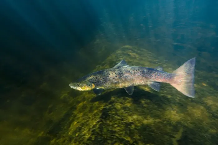 Framed Print : Atlantic salmon (Salmo salar) River Orkla, Norway, September 2008