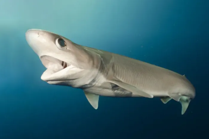 Framed Print : Atlantic sixgill shark (Hexanchus vitulus) swimming with open mouth Framed Print : Atlantic sixgill shark (Hexanchus vitulus) swimming with open mouth