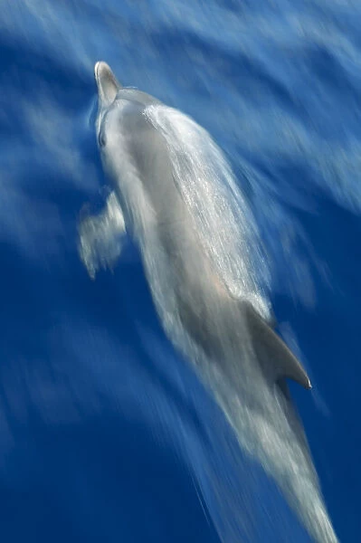Atlantic spotted dolphin (Stenella frontalis) surfacing, Pico, Azores, Portugal, June 2009