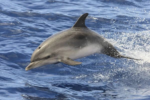 Atlantic spotted dolphin (Stenella frontalis) porpoising, Santa Maria island, Azores