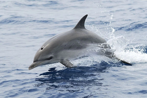 Atlantic spotted dolphin (Stenella frontalis) juvenile, without spots, porposing