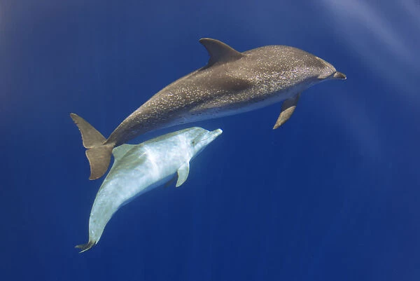 Atlantic spotted dolphin (Stenella frontalis) adult and juvenile near surface