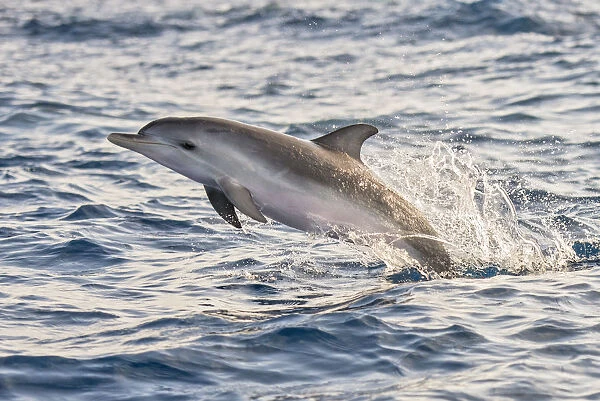 Atlantic spotted dolphin (Stenella frontalis) juvenile porpoising, Tenerife