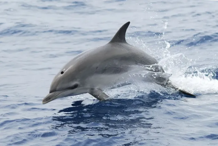 Framed Print : Atlantic spotted dolphin (Stenella frontalis) juvenile, without spots, porposing