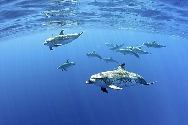 Atlantic spotted dolphins, (Stenella frontalis), Formigas Islet dive site