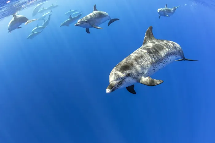 Framed Print : Atlantic spotted dolphins, (Stenella frontalis), Formigas Islet dive site