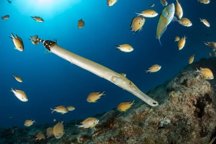 Framed Print : Atlantic trumpetfish (Aulostomus strigosus) surrounded, South Tenerife, Canary Islands Framed Print : Atlantic trumpetfish (Aulostomus strigosus) surrounded, South Tenerife, Canary Islands