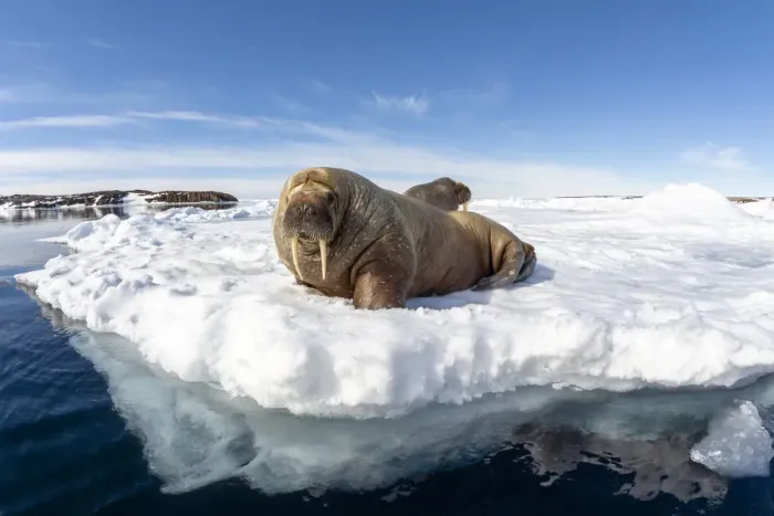 Framed Print : Atlantic walrus (Odobenus rosmarus rosmarus), two hauled out on ice. Svalbard, Norway Framed Print : Atlantic walrus (Odobenus rosmarus rosmarus), two hauled out on ice. Svalbard, Norway