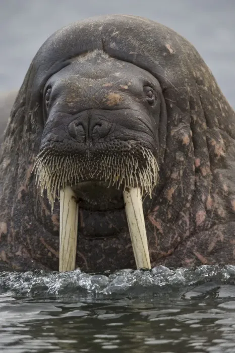 Framed Print : Atlantic Walrus (Odobenus rosmarus) at surface, Svalbard, Norway, Arctic, September Framed Print : Atlantic Walrus (Odobenus rosmarus) at surface, Svalbard, Norway, Arctic, September