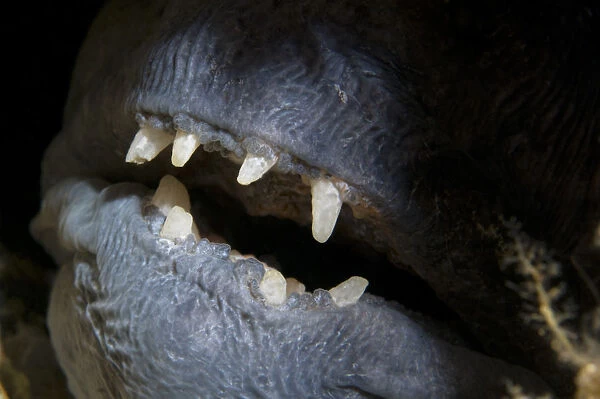 Atlantic wolffish (Anarhichas lupus) close-up of mouth, Saltstraumen, Bod, Norway