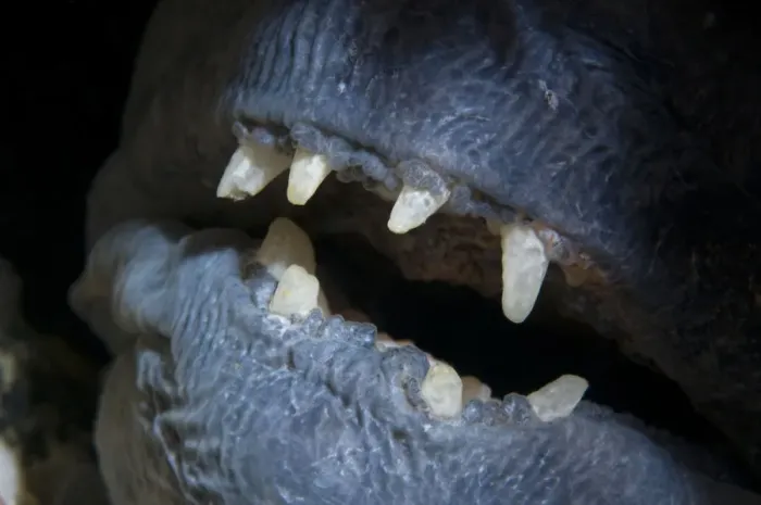 Framed Print : Atlantic wolffish (Anarhichas lupus) close-up of mouth, Saltstraumen, Bod, Norway Framed Print : Atlantic wolffish (Anarhichas lupus) close-up of mouth, Saltstraumen, Bod, Norway
