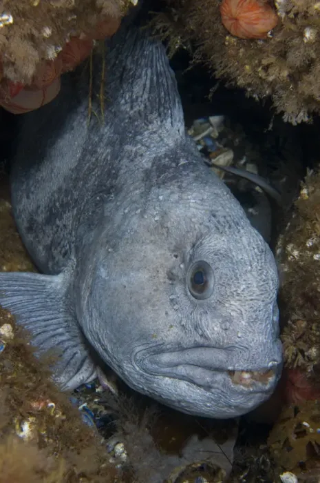 Framed Print : Atlantic wolffish (Anarhichas lupus) in hole between rocks, Saltstraumen, Bod, Norway Framed Print : Atlantic wolffish (Anarhichas lupus) in hole between rocks, Saltstraumen, Bod, Norway