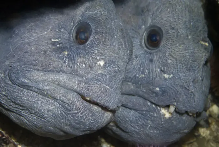 Framed Print : Two Atlantic wolffish (Anarhichas lupus) Saltstraumen, Bod, Norway, October 2008