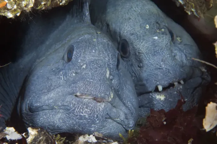Framed Print : Two Atlantic wolffish (Anarhichas lupus) side by side, Saltstraumen, Bod, Norway Framed Print : Two Atlantic wolffish (Anarhichas lupus) side by side, Saltstraumen, Bod, Norway