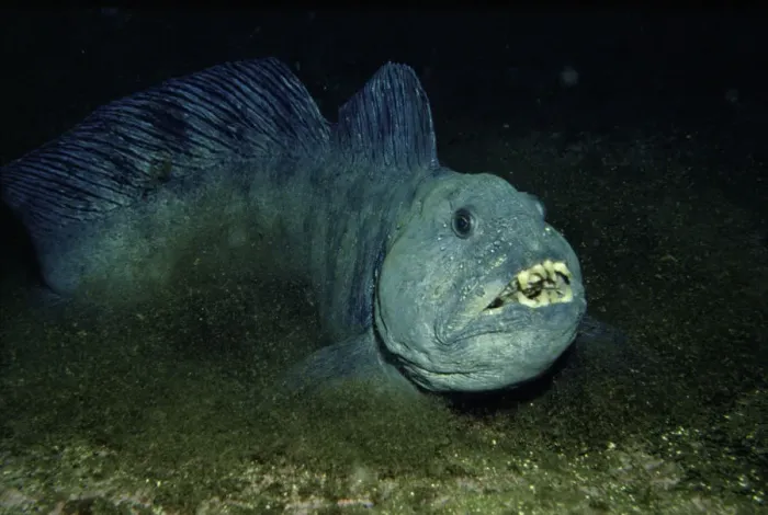 Framed Print : Atlantic wolffish {Anarrhichus lupus} Sognefjord, Norway Framed Print : Atlantic wolffish {Anarrhichus lupus} Sognefjord, Norway