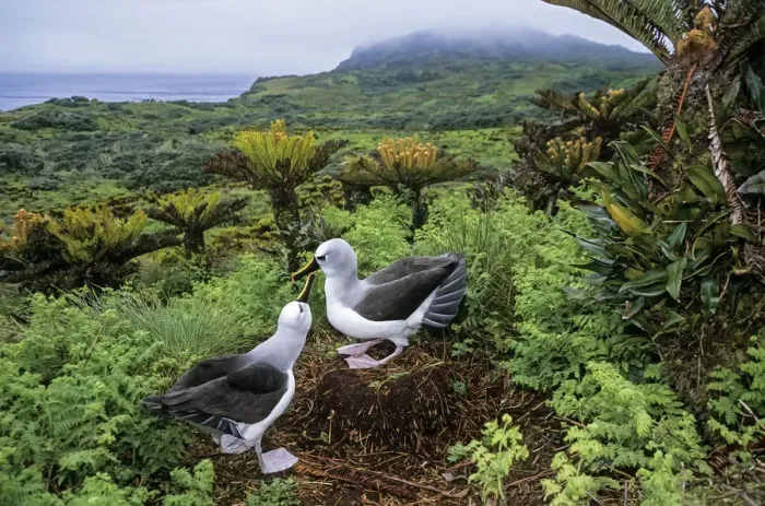 Framed Print : Atlantic yellow-nosed albatross (Thalassarche chlororhynchos) courtship display, Gough Island