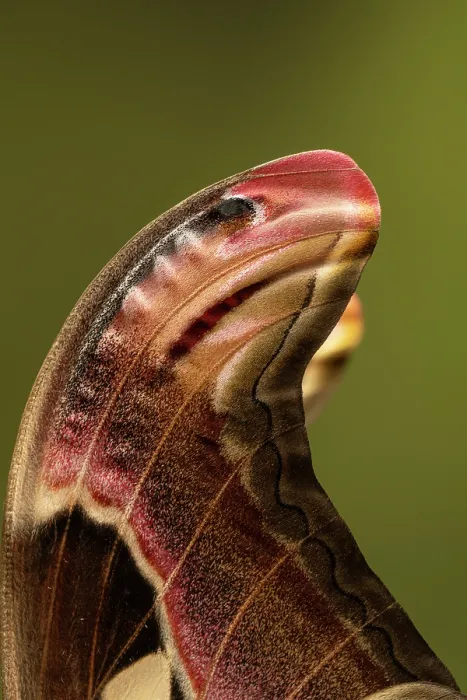 Framed Print : Atlas moth (Attacus atlas) wing tip detail showing 'snake head' warning pattern. Captive Framed Print : Atlas moth (Attacus atlas) wing tip detail showing 'snake head' warning pattern. Captive